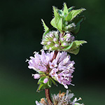Mentha ×smithiana - Rote Minze