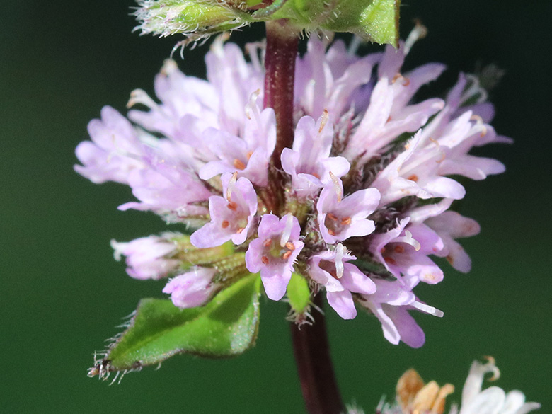 Mentha smithiana