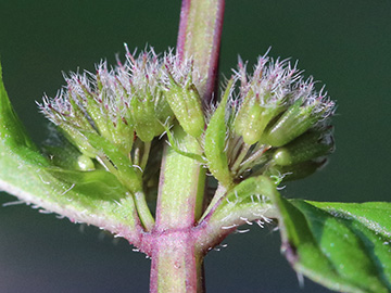 Mentha smithiana