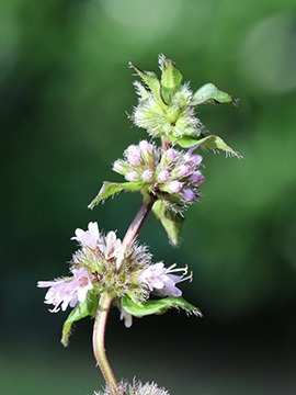 Mentha smithiana