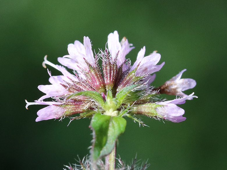 Mentha smithiana