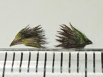 Mentha smithiana