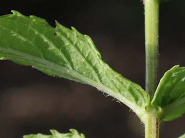 Mentha spicata