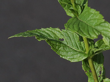 Mentha spicata