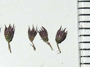 Mentha spicata