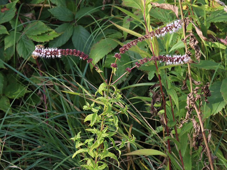 Mentha spicata