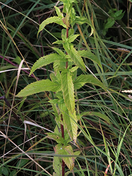 Mentha spicata