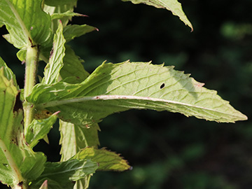 Mentha spicata