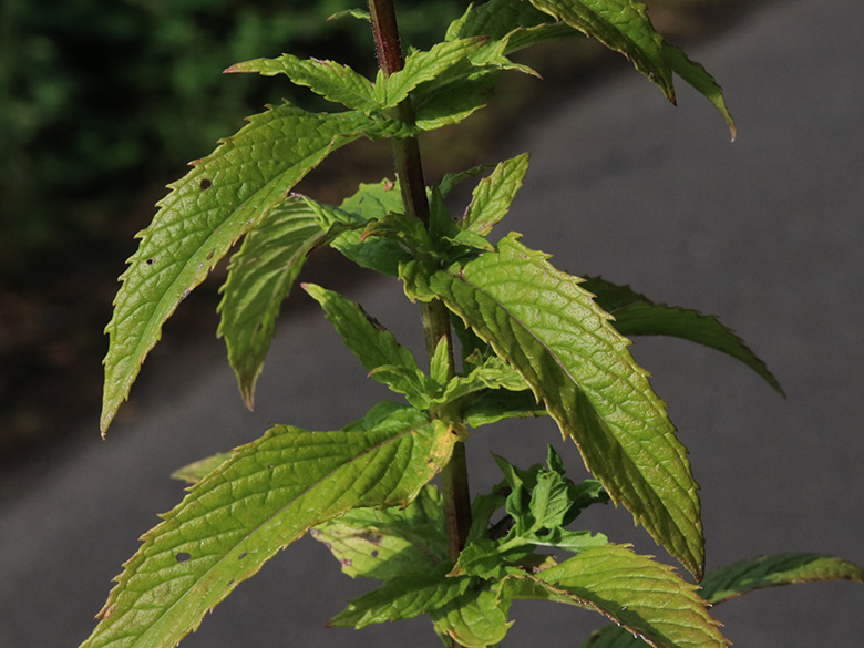 Mentha spicata