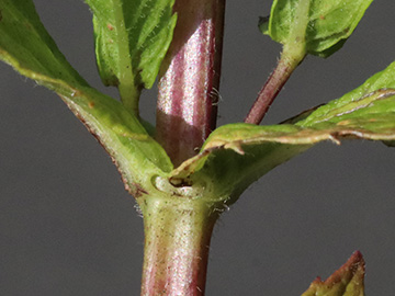 Mentha spicata