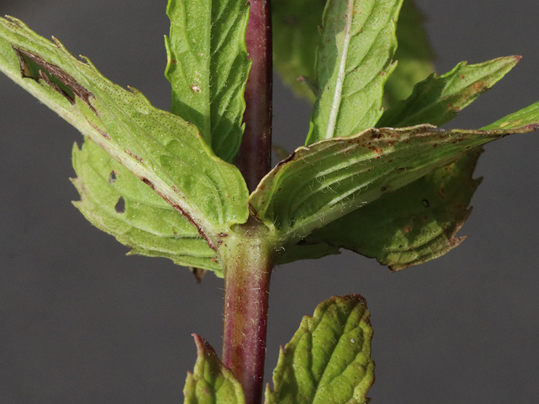Mentha spicata