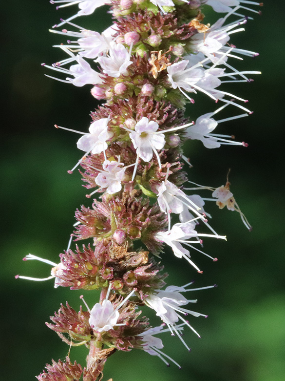 Mentha spicata
