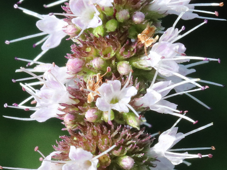 Mentha spicata