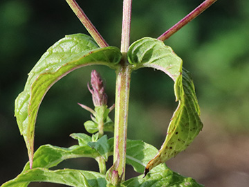 Mentha spicata