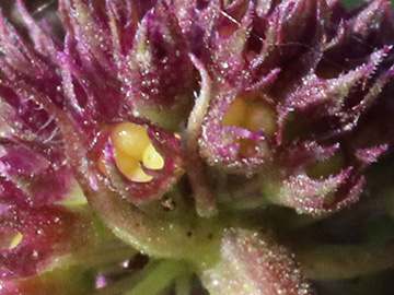 Mentha spicata