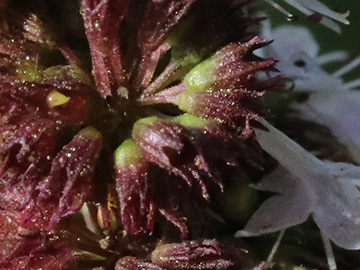 Mentha spicata