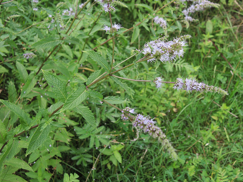 Mentha spicata glabrata