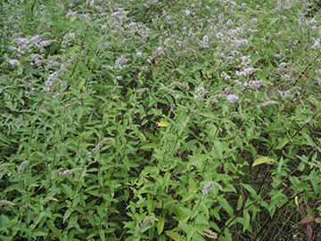 Mentha spicata glabrata