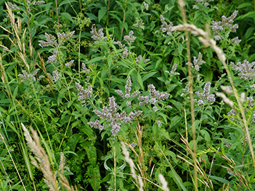 Mentha spicata condensata