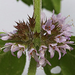 Mentha ×verticillata - Quirl-Minze
