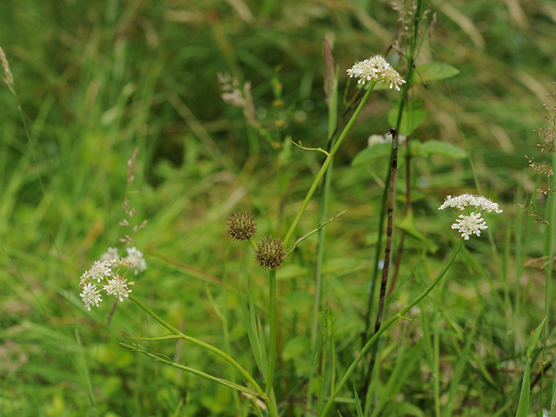 Oenanthe fistulosa