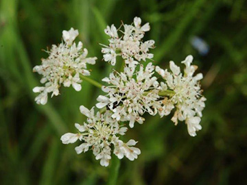 Oenanthe fistulosa