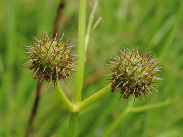 Oenanthe fistulosa