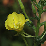Oenothera canovirens - Graugrüne Nachtkerze