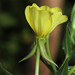 Oenothera canovirens - Graugrüne Nachtkerze
