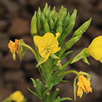 Oenothera deflexa - Abgebogene Nachtkerze