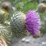 Onopordum hortorum - Garten-Eselsdistel