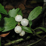 Pachysandra terminalis - Japanischer Ysander