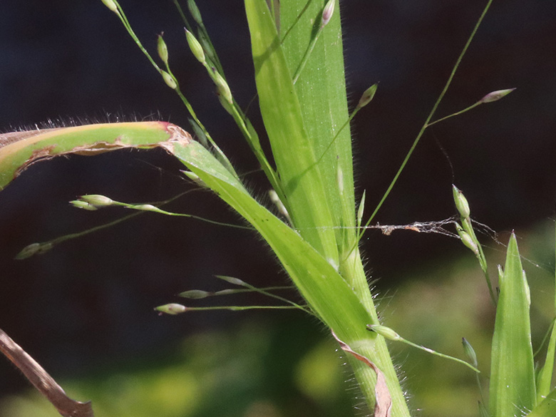 Panicum barbipulvinatum