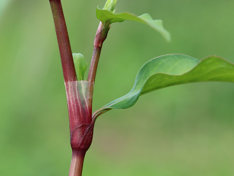 Persicaria hydropiper