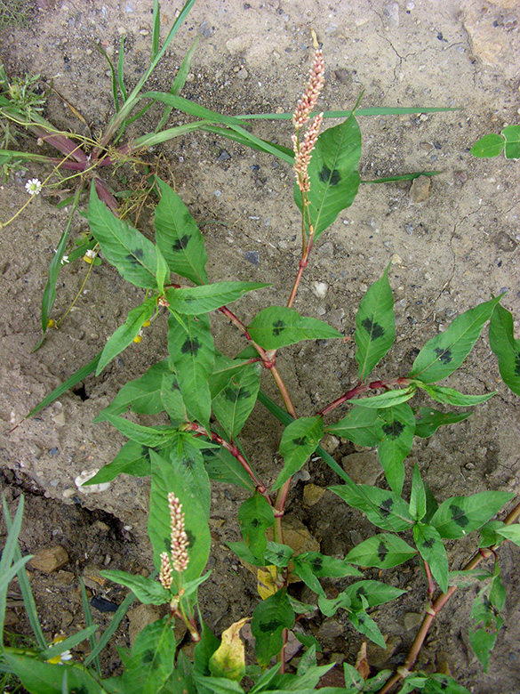 Persicaria lapathifolia lapathifolia