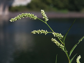 Persicaria lapathifolia lapathifolia