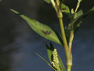 Persicaria lapathifolia lapathifolia