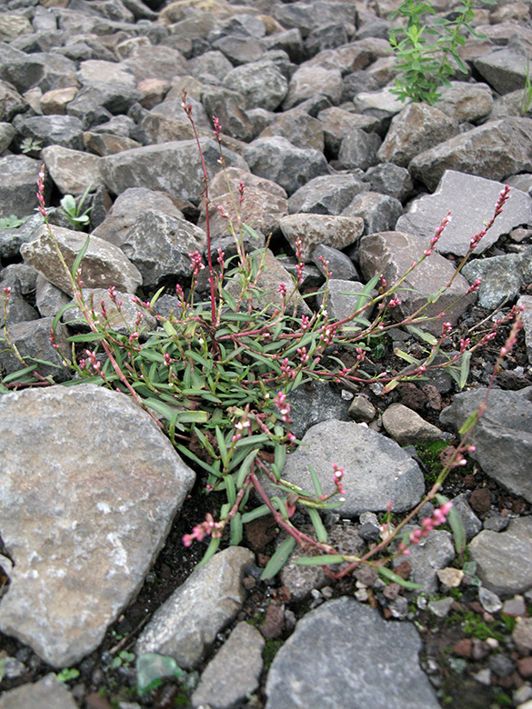Persicaria minor