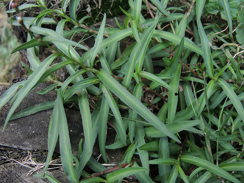 Persicaria minor
