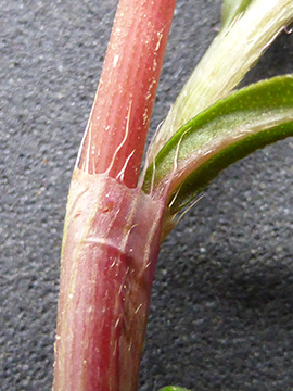 Persicaria minor