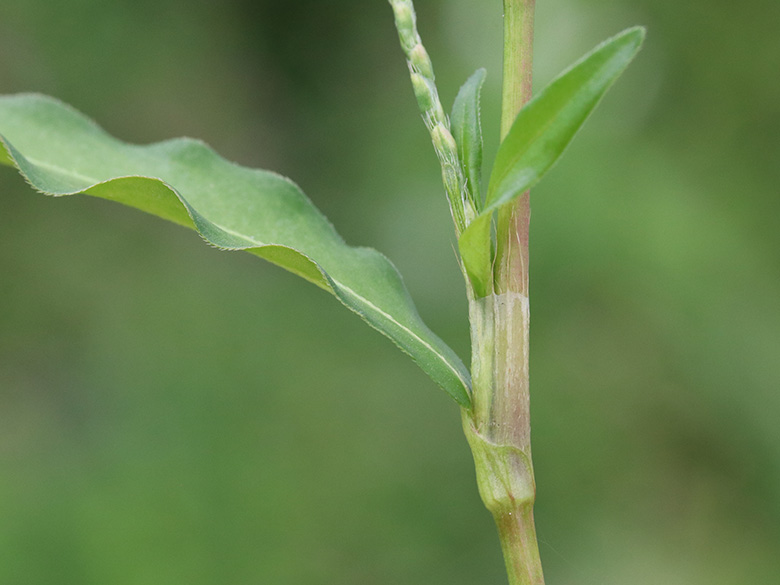 Persicaria mitis