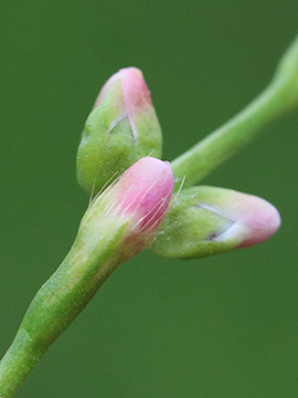 Persicaria mitis