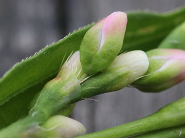 Persicaria mitis