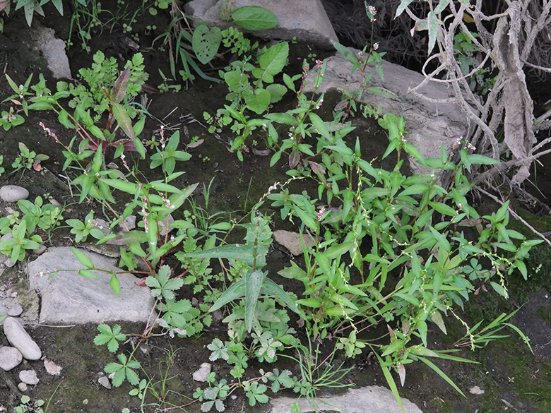 Persicaria mitis
