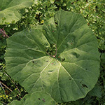 Petasites hybridus - Gewöhnliche Pestwurz