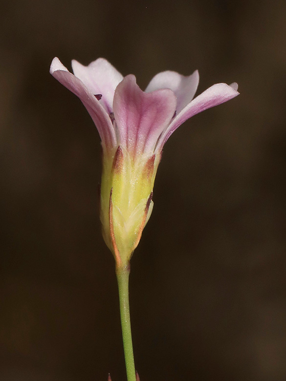 Petrorhagia saxifraga