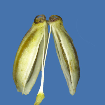 Peucedanum cervaria