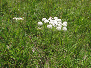 Peucedanum cervaria