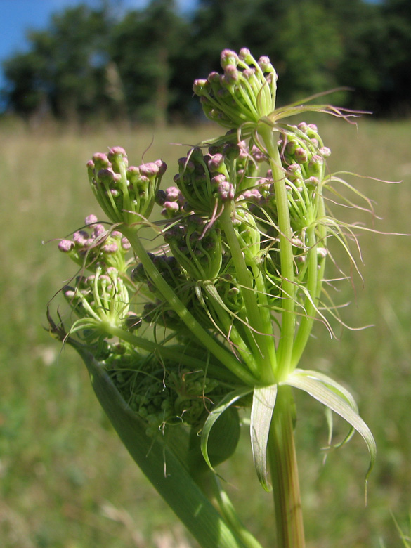 Peucedanum cervaria