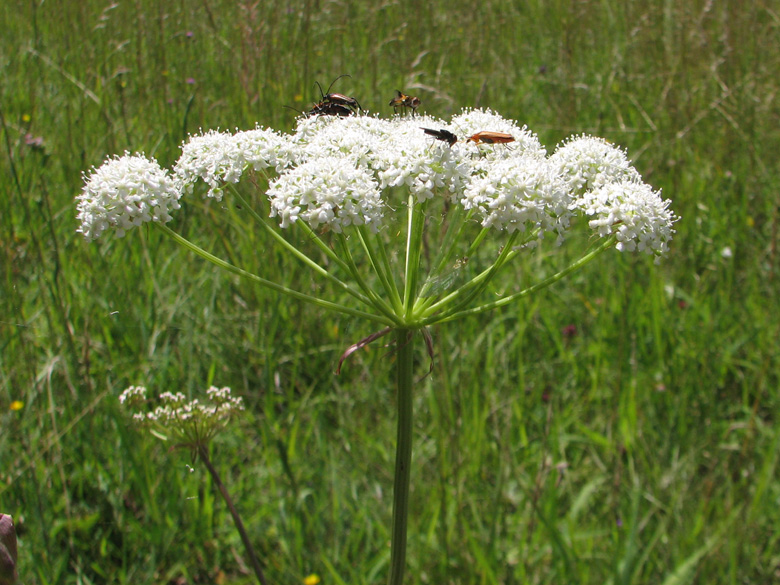 Peucedanum cervaria